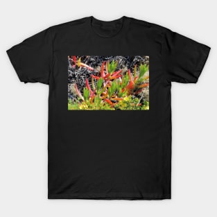 Ice plant, Carpobrotus, Algarve, Portugal T-Shirt